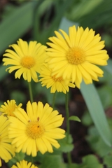 Doronicum caucasicum