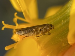 Scythris trivinctella