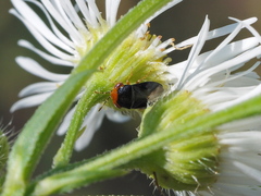 Geocoris erythrocephalus