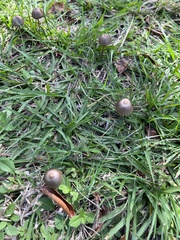 Panaeolus