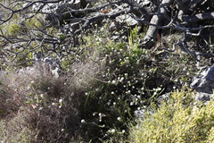 Gnaphalieae