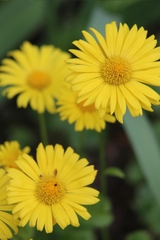 Doronicum caucasicum