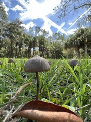 Panaeolus
