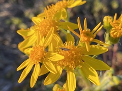 Scythris trivinctella