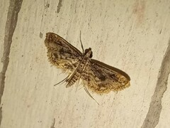 Parapoynx diminutalis