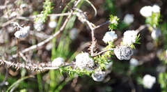 Gnaphalieae