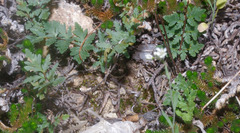 Myriopteris wrightii