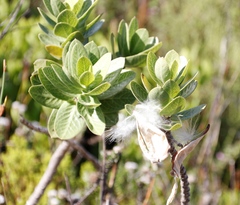 Gomphocarpus cancellatus