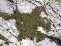 Potentilla nitida