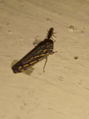 Apogonalia stalii