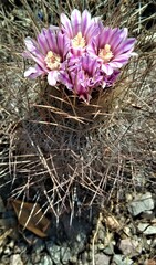 Echinofossulocactus ochoterenaus