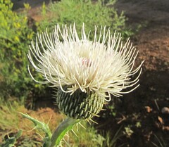 Cirsium canescens