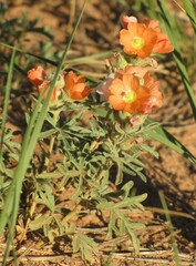 Sphaeralcea coccinea