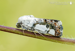 Ponometia candefacta