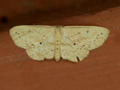 Scopula aemulata