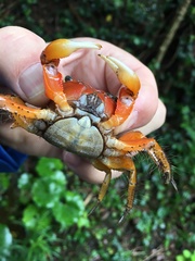 Orisarma intermedium