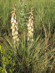 Yucca glauca