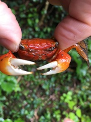 Orisarma intermedium