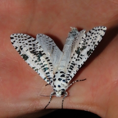 Azygophleps leopardina