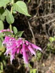 Salvia iodantha