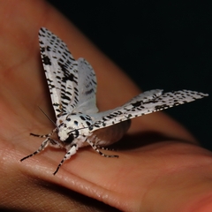 Azygophleps leopardina