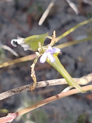 Carlowrightia parviflora