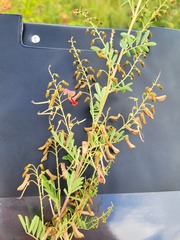 Indigofera tristoides