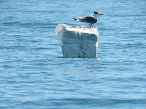 Great Crested Tern