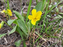Viola vallicola
