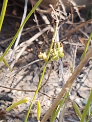 Carlowrightia parviflora