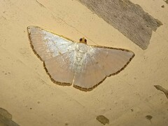 Leuciris fimbriaria