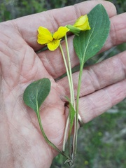 Viola vallicola