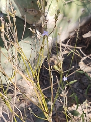 Carlowrightia parviflora