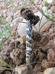 Montagnea arenaria