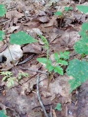 Sceptridium oneidense