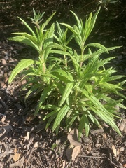 Diplacus longiflorus