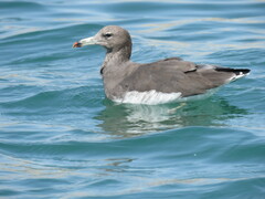 Ichthyaetus hemprichii