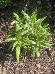 Diplacus longiflorus