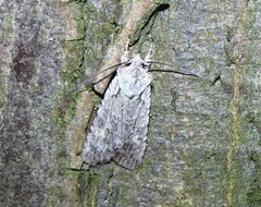 Lithophane ornitopus