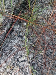 Stylisma pickeringii