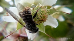 Asemosyrphus mexicanus