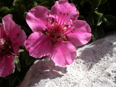 Potentilla nitida