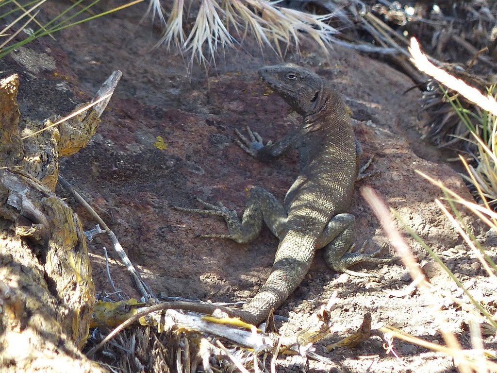 Chos Malal Smooth-Throated Lizard