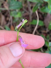 Lobelia goetzei