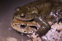Bufo bufo