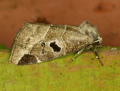 Plagiomimicus pityochromus