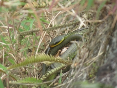 Chironius bicarinatus