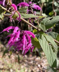 Salvia iodantha
