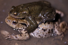 Bufo bufo