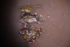 Bufo bufo